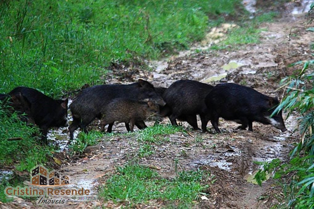 Terreno, 10 hectares - Foto 12