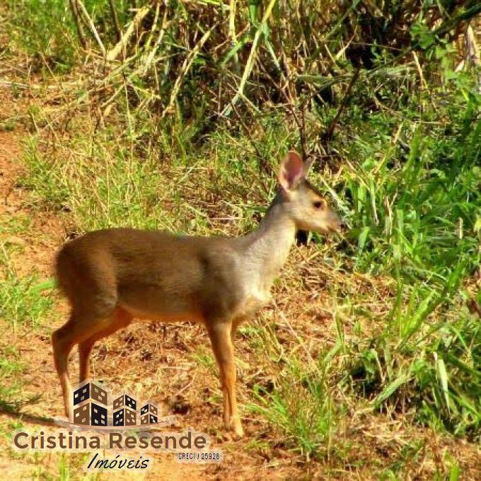 Terreno, 10 hectares - Foto 13
