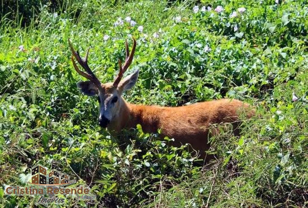 Terreno, 10 hectares - Foto 14