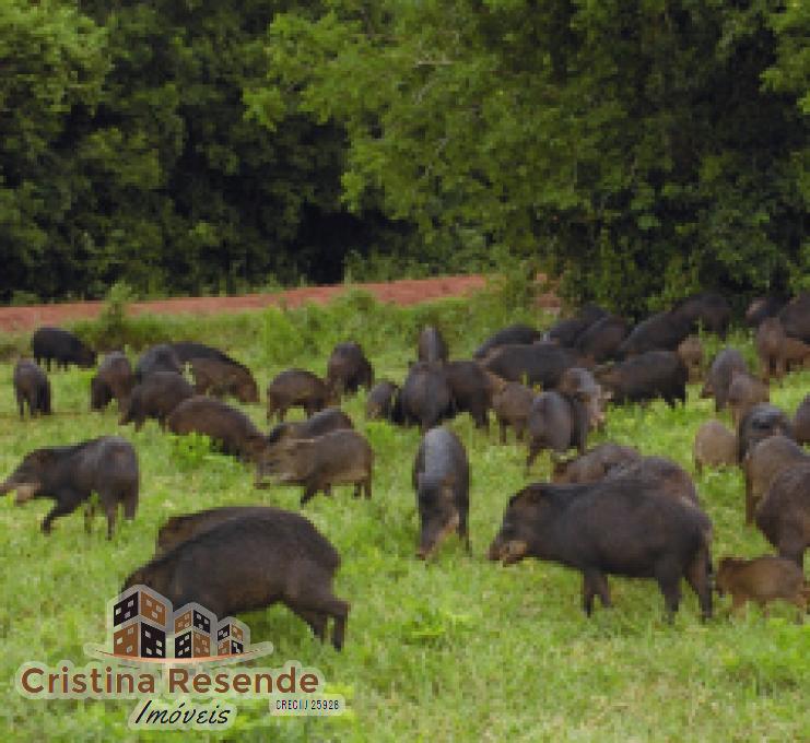 Terreno, 10 hectares - Foto 11